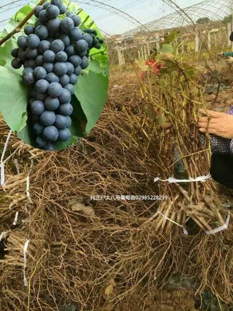 太原果果树教育，培育未来之果